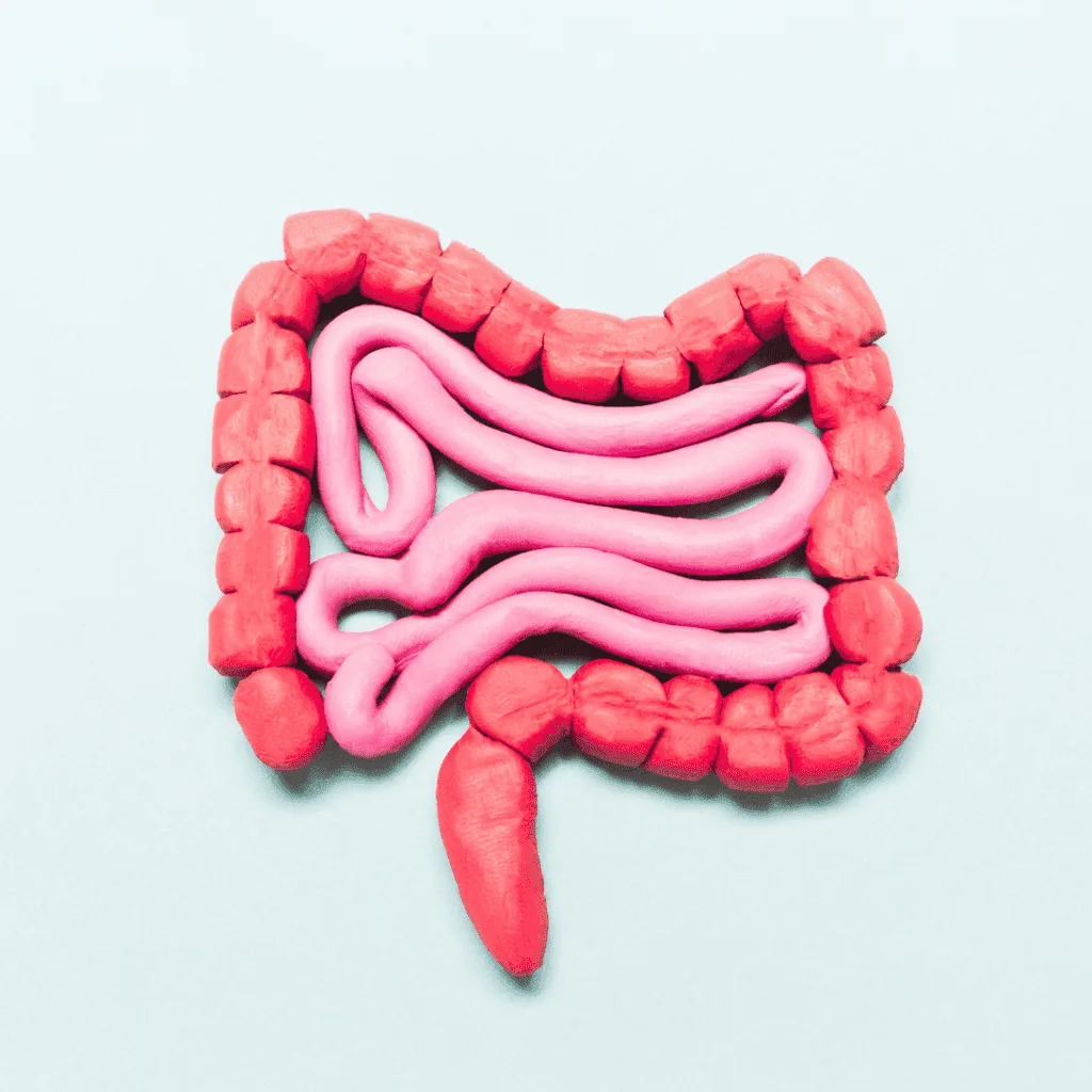 Illustration of the human digestive system and intestines